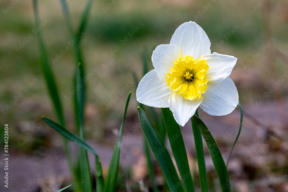 yellow Daffodils in the garden is blooming at springtime yellow Daffodils in the garden is blooming at springtime
