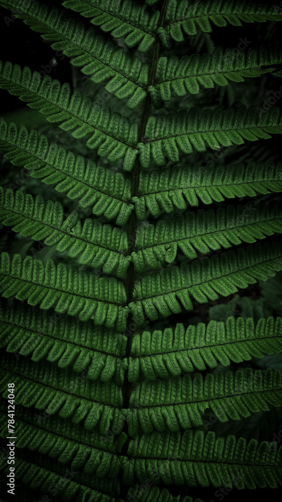 Fototapeta premium Plants and Flowers