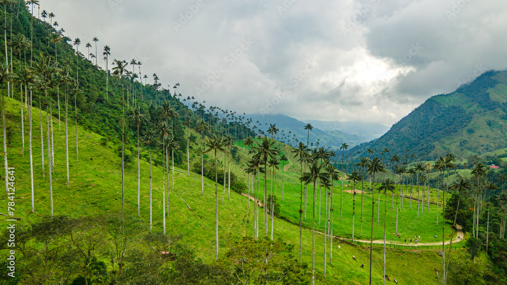 Scenic view of the lush Cocora Valley in Quindío, Colombia, with towering wax palm trees under an overcast sky