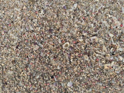 brown sandy soil texture with a collection of small shells on the beach