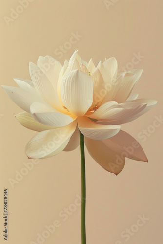 Isolated beautiful lotus flower