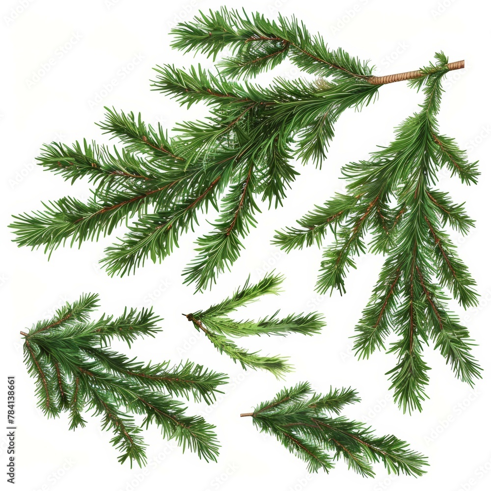 Fresh green fir branches isolated on a white background Fresh green fir branches isolated on a white background