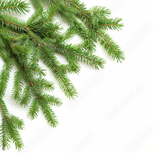 Fresh green pine branches arranged on a white background