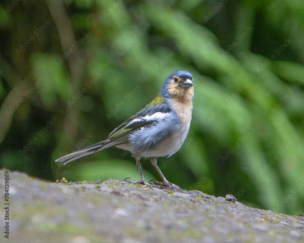 Fototapeta premium robin on a branch