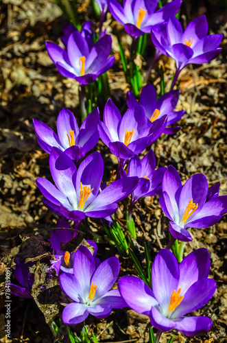 Above view of a group of Spring Crocus flowers in the monring sunlight.