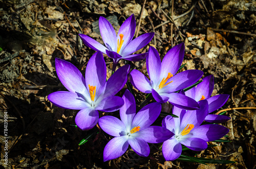 Close-up above view of six purple Crocus flowers absorbing the morning sunlight
