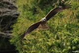 Black Kite in flight, riding up-current of air