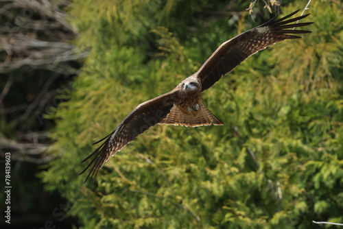 Black Kite in flight, riding up-current of air