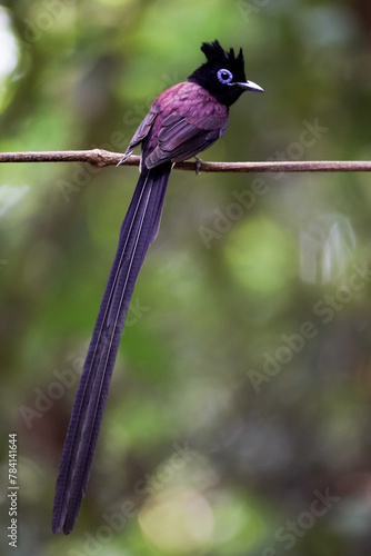 Beutifull of Black Paradise-flycatcher on the branch in Thailand. photo