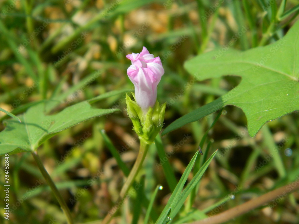 Close-up photo of a wild green plant that has beautiful flowers. Plants that grow wild in tropical nature Close-up photo of a wild green plant that has beautiful flowers. Plants that grow wild in tropical nature