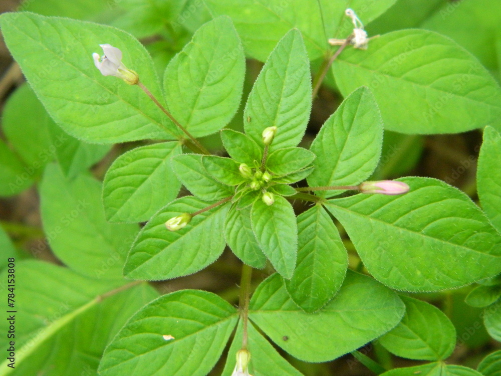 Close-up photo of a wild green plant that has beautiful flowers. Plants that grow wild in tropical nature Close-up photo of a wild green plant that has beautiful flowers. Plants that grow wild in tropical nature
