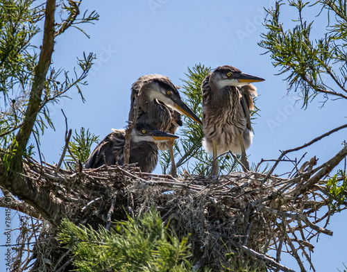 Three juvenile Great Blue Heron in a nest