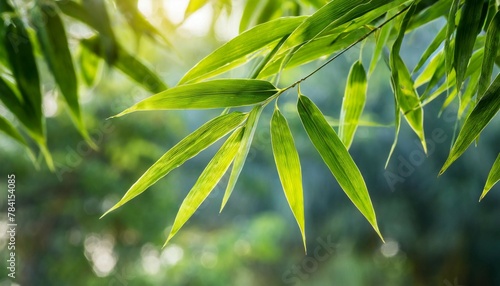 Green bamboo leaves