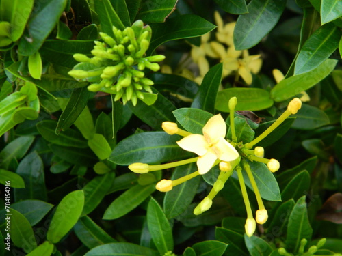 Close-up photo of a wild green plant that has beautiful flowers. Plants that grow wild in tropical nature