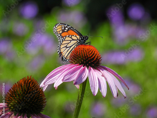 Monarch butterfly on a coneflower in the Royal Botanical Gardens in Ontario, Canada