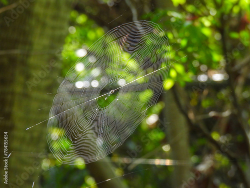 Spider web in the early morning sunlight in Florida