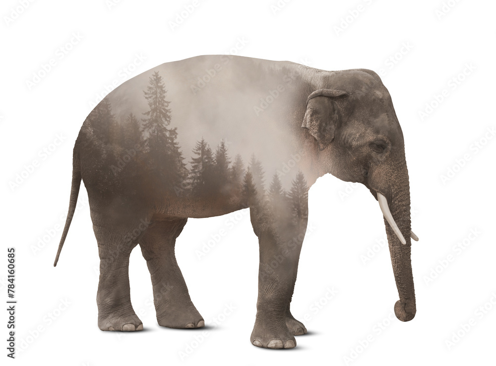 Obraz premium Double exposure of elephant and foggy forest