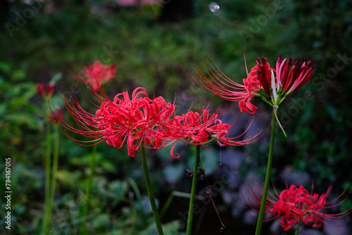 赤い彼岸花
red spider lily (Lycoris radiata)