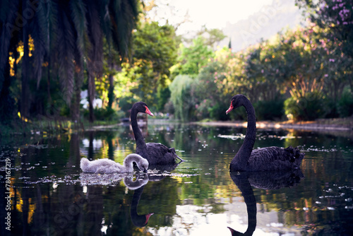 Two black swans with their cub swimming in the lake