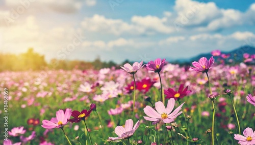 Vintage landscape nature background of beautiful cosmos flower field on sky with sunlight in spring. vintage color tone filter effect © Beste stock