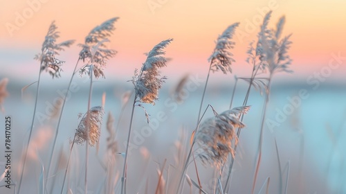 Selective soft focus of beach dry grass, reeds, stalks at pastel sunset light, blurred sea on background. Nature, summer. © Ziyan