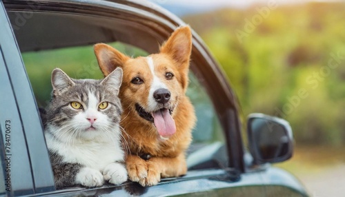 Funny portrait of cat and dog in the car on road trip. Panoramic banner, travel concept © Beste stock