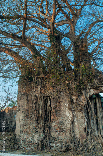 la antigua, casa de hernan, finca, hernan cortes, ramas, arboles, raices, veracruz, amate, chicontepec, portal photo