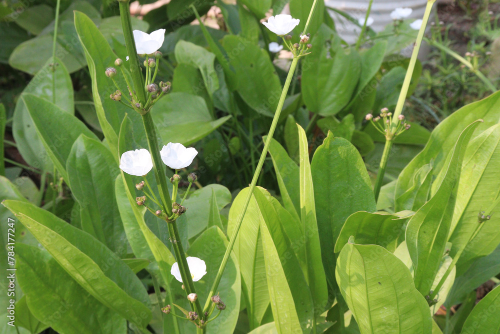Echinodorus palifolius flower plant on farm Echinodorus palifolius flower plant on farm