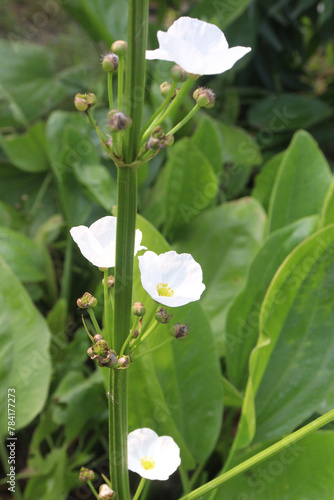 Echinodorus palifolius flower plant on farm photo