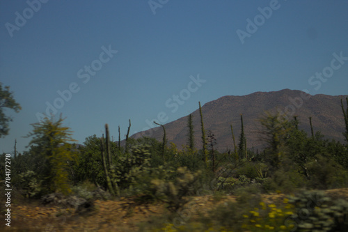 trees in the mountains