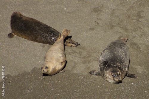 seal on the beach
