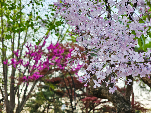 lilac flower in spring