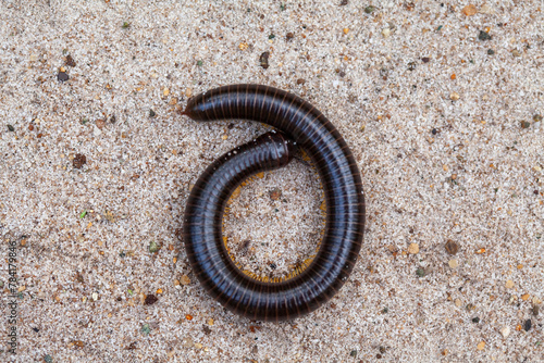 Archispirostreptus Gigas, Big Millipede From Borneo Island photo