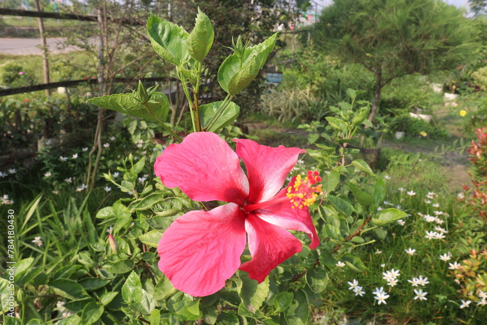 pink hibiscus flower on tree in farm