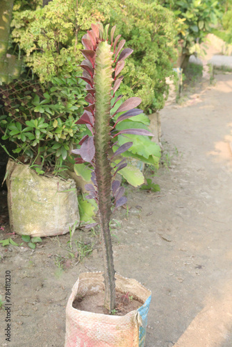 Euphorbia trigona plant on farm photo