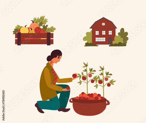 A young female farmer harvests tomatoes. Eat local.  Farmers market concept. Vector hand drawn flat doodle cartoon illustration.