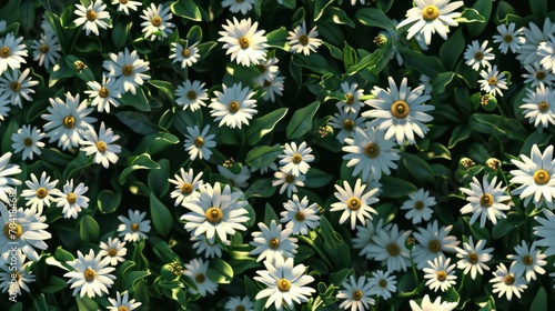 wallpaper seamless background of field of daisies in spring tile 