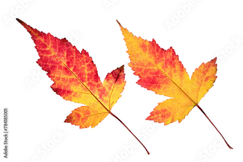 Two brightly colored autumn leaves with many shades of yellow  orange and red.  The image is backlit to highlight the leaf detail. The background is transparent. 