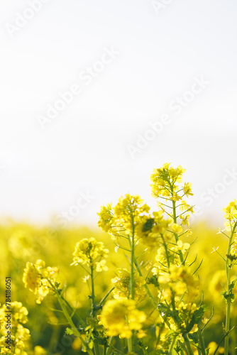 Wallpaper Mural 日差しを浴びる黄色い菜の花畑 Torontodigital.ca