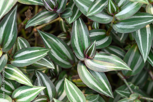 Inchplant or Wandering Jew plant, Nature leaves background in ornamental garden photo