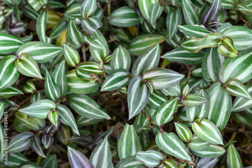 Inchplant or Wandering Jew plant  Nature leaves background in ornamental garden