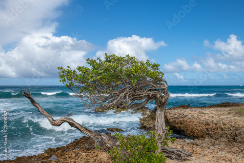 Aruba icon - Lone Divi Divi Tree