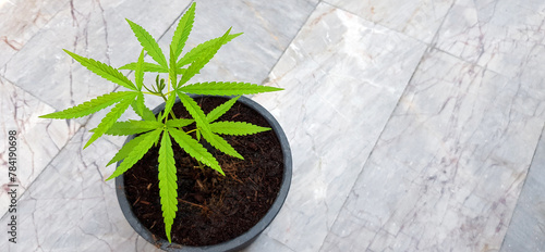 Top view or Flat lay of Marijuana, hash or cannabis in flowerpot on white marble background with copy space on left. Growing plant, Herb, Drug and Narcotic concept.