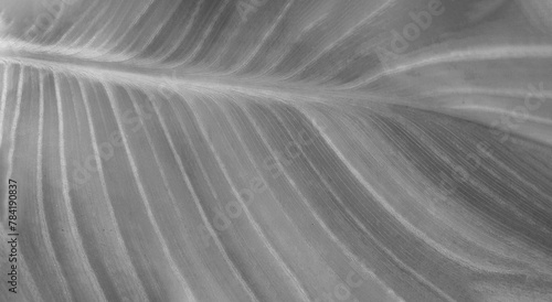 Close up pattern and line of banana leaf for background in black and white tone. Beauty of Nature and wallpaper in monochrome style.