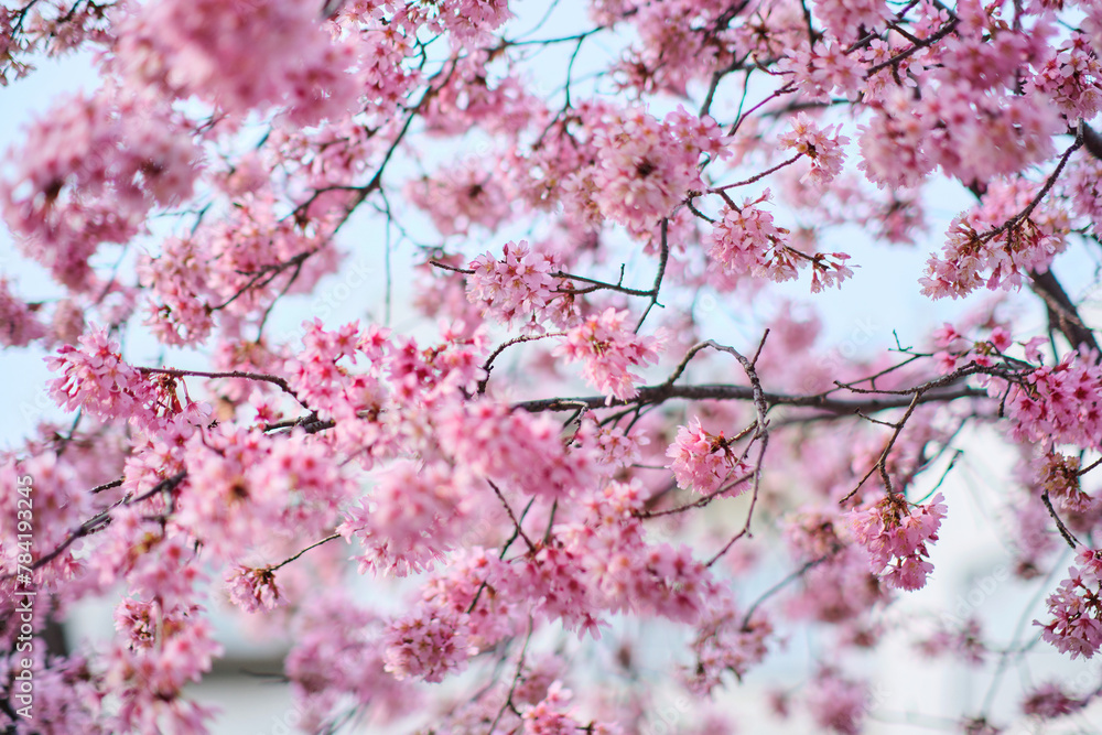 many pink sakura cherry blossom flowers bloom in spring in Japan with blurred background many pink sakura cherry blossom flowers bloom in spring in Japan with blurred background