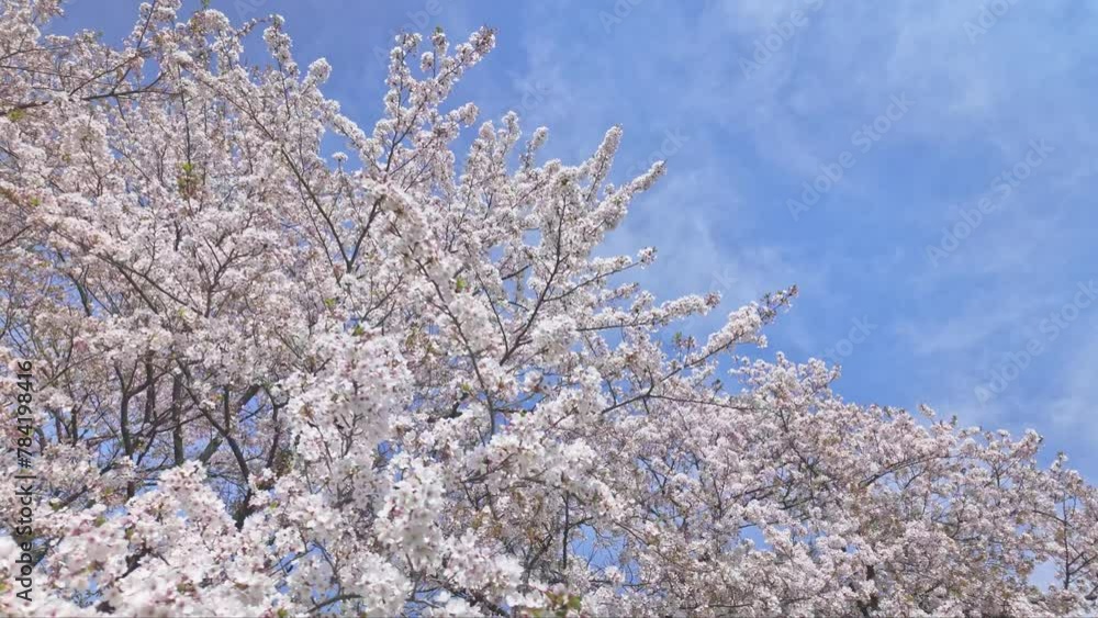 桜 桜