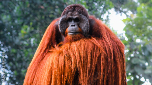 Male Sumatran orangutan (Pongo abelii) .Pongo pygmaeus.Bornean orangutan (Pongo o pygmaeus wurmmbii) in the wild nature. photo