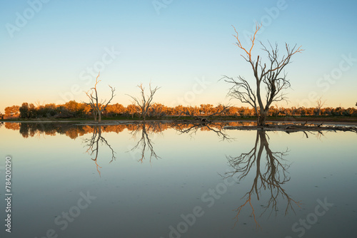 Lake Pinaroo at sunset with dead trees reflected in the lake, Sturt National Park, Australia. 