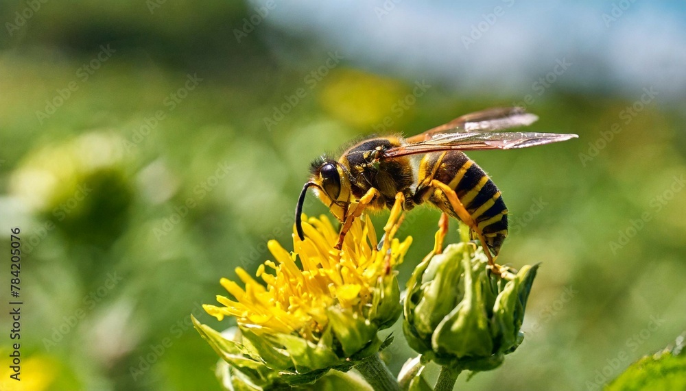 insect yellow jackets