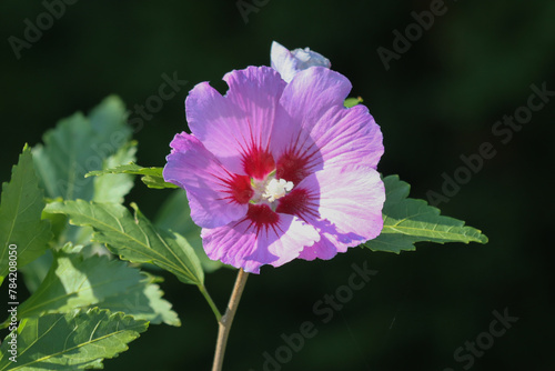 Blooming bush Hibiscus Syrian.